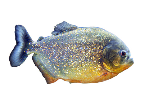 Carp isolated on white background