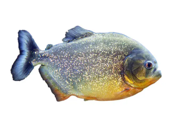 Pacu fish piranha. Colossoma macropomum on white background. Captive occurs in South America