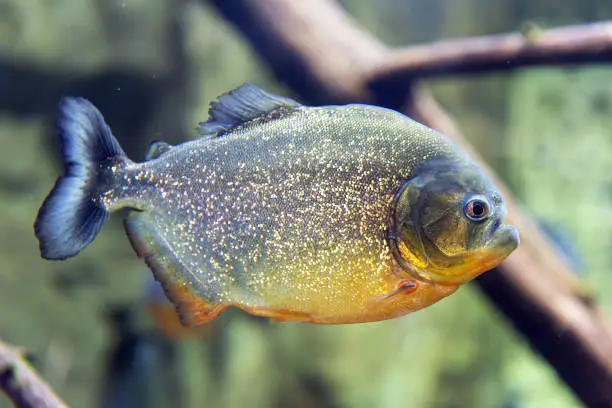 Pacu fish piranha. Colossoma macropomum. Captive occurs in South America
