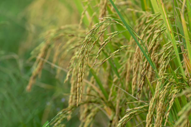 istock beautiful rice field in Thailand 1436033519