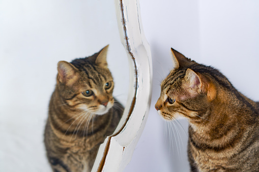 common cat reflecting in a mirror with a white wall in the background