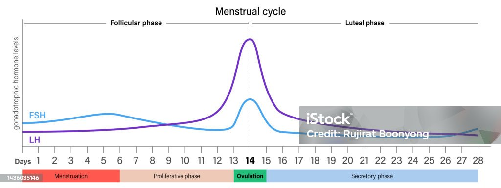 wykres-poziomu-hormonu-gonadotroficznego-we-krwi-cyklu-miesi%C4%85czkowego-fsh-i-lh.jpg