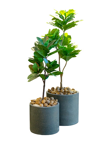 Die cut of Green tree leaves fake plant in gray pot for indoors room on white isolated.