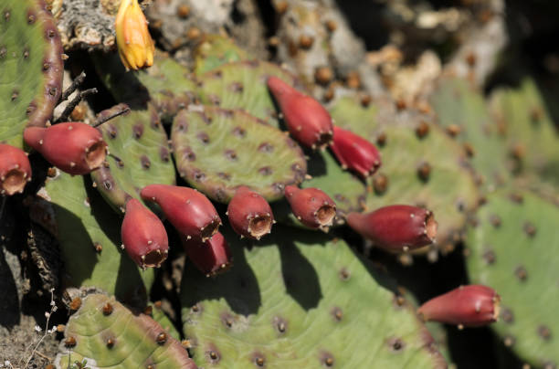 istock Prickly pear with fruits growing on a stone wall 1436036203