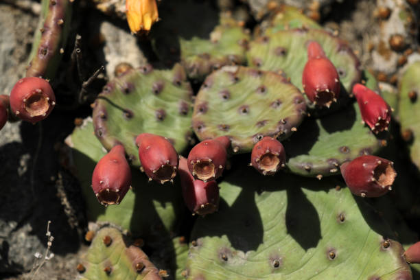 istock Prickly pear with fruits growing on a stone wall 1436036483