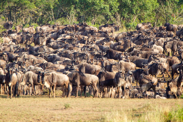 istock Blue Wildebeest crossing the Mara River during the annual migration in Kenya 1436036537