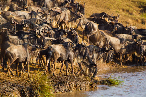 istock Blue Wildebeest crossing the Mara River during the annual migration in Kenya 1436036553