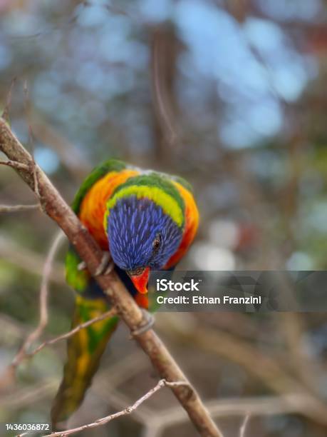 Lory Stock Photo - Download Image Now - Animals In Captivity, Blue, Color Image
