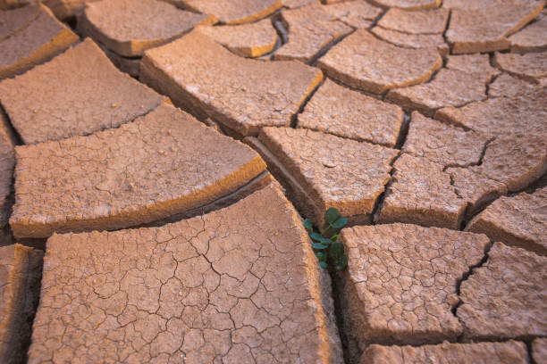 istock Plant pushes through the dried cracked desert soil 1436036943