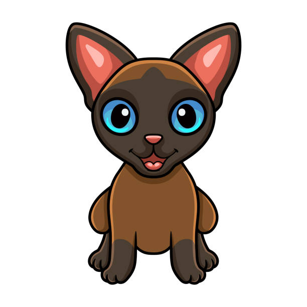 illustrazioni stock, clip art, cartoni animati e icone di tendenza di seduta carina del cartone animato del gatto tonkinese - 6639