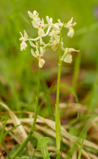istock Green-veined Orchid (Orchis morio) 1436038108