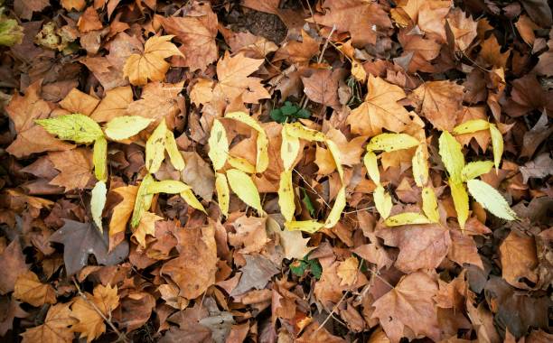 The word fall in catalan language, Tardor,  made with yellow leaves from the trees, autumn or fall concept