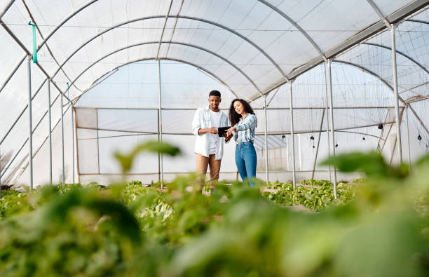 農業、温室農業、収穫時期の管理のためのタブレットとの結合。スタートアップファーム、野菜の苗床における男性と女性の農業農家のための中小企業の持続可能性と成長 - small business enjoyment growth planning ストックフォトと画像