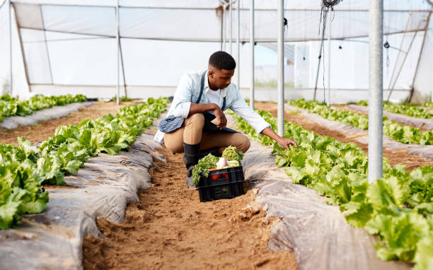 istock Vegetables, greenhouse and sustainability farmer for fertilizer choice, quality control check and agriculture food production market. Small business owner farming vegan eco friendly product in garden 1436039017