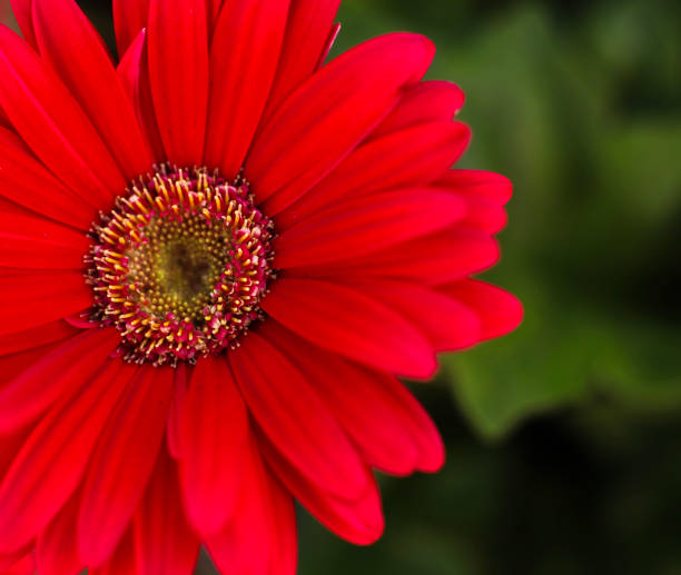 istock Carmine red Barberton Daisy 1436039403