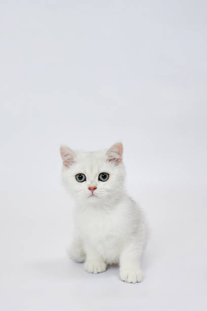 istock A beautiful white kitten British Silver chinchilla on a white background 1436039505