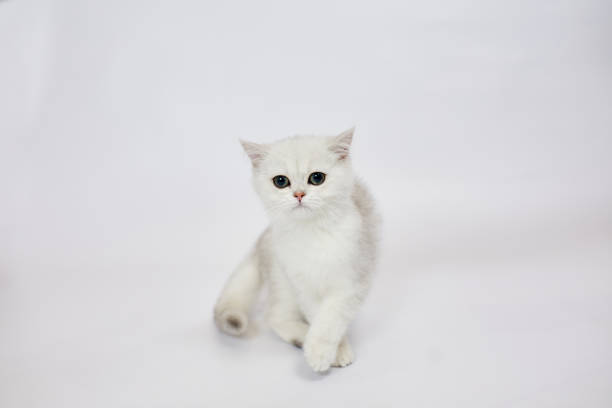 istock A beautiful white kitten British Silver chinchilla on a white background 1436039522