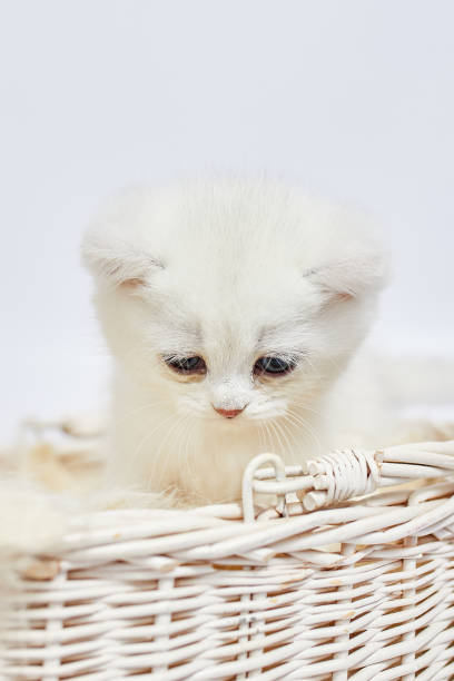 istock A beautiful white kittens British Silver chinchilla sits in a basket on a white background 1436039551