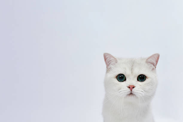 istock A beautiful white cat British Silver chinchilla on a white background 1436039556