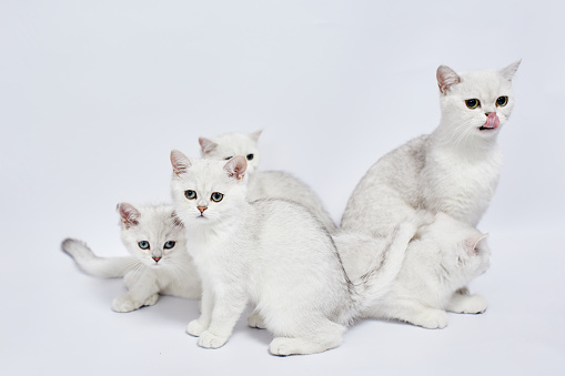 A beautiful white kittens and cats family British Silver chinchilla on a white background