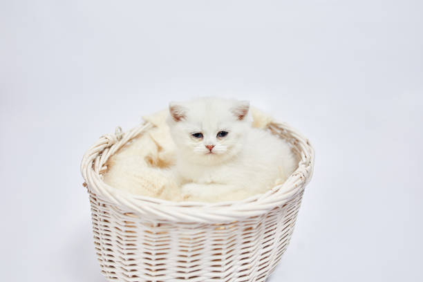istock A beautiful white kittens British Silver chinchilla sits in a basket on a white background 1436039571