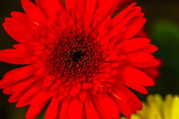 Red Zinnia (Zinnia elegans) Flower