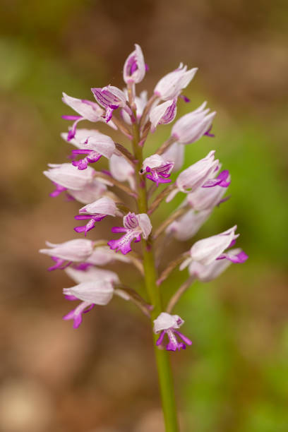 istock Military Orchid (Orchis militaris) in natural habitat 1436039785