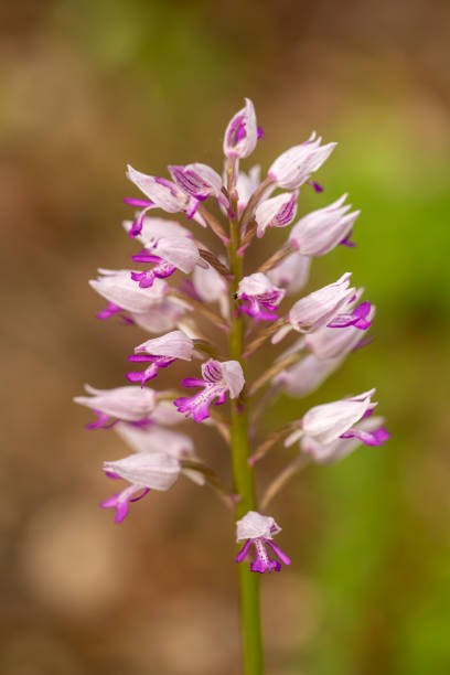istock Military Orchid (Orchis militaris) in natural habitat 1436039857