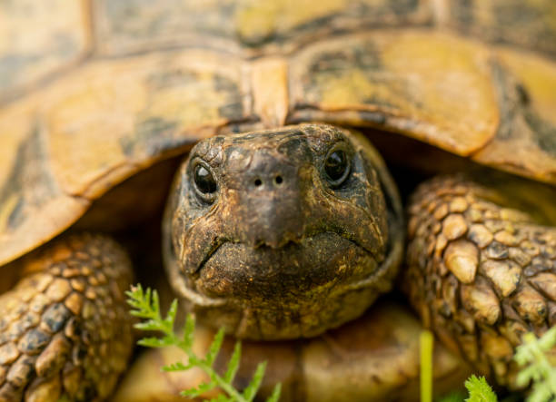 istock Portrait of Herman`s tortoise 1436040891
