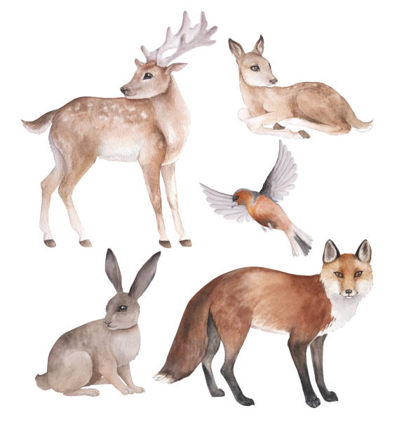 istock Watercolor illustration of cartoon forest animals, isolated 1436041263
