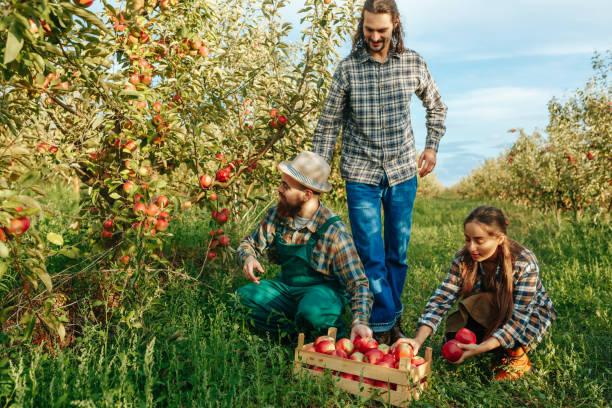 istock 3 young farmers one squats pick apple from tree put box two more bring fruit other trees 1436042228