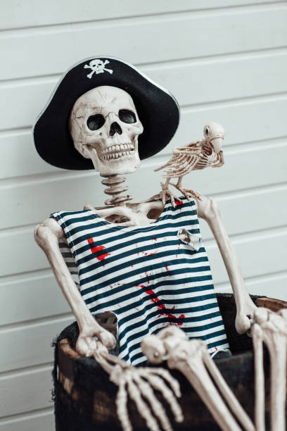 Halloween skeleton character in pirate costume with cocked hat black Pirate and parrot skeleton are displayed in photo zone at hallows eve party. Close up view of skull in cocked hat of buccaneer with blood and cuts on vest for halloween holiday decor at fall season swashbuckler stock pictures, royalty-free photos & images