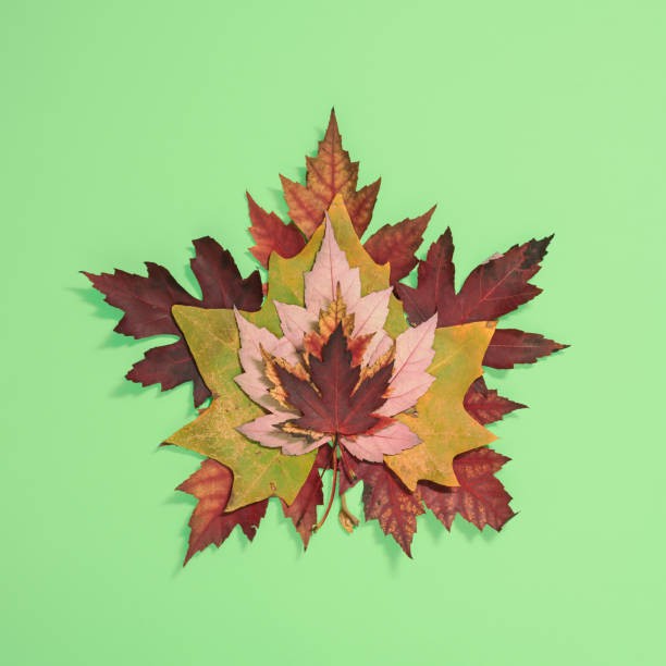 istock Big maple leaaf made of smaller leaves on light green background 1436042814