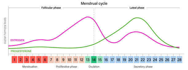 ilustraciones, imágenes clip art, dibujos animados e iconos de stock de ciclo menstrual. vector gráfico de niveles de hormonas ováricas. estrógeno y progesterona. - progesterona