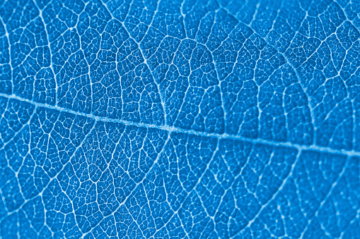 Macro leaf texture blue colorized with beautiful relief facture of plant, close up macro photo
