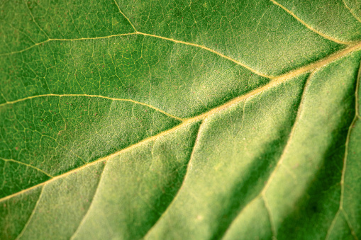 Macro green leaf texture with beautiful relief facture of plant, close up macro photo of pure nature