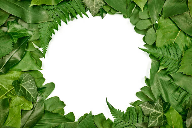 istock Green leaves circle frame with white empty copy space in center, flat lay top view 1436043794
