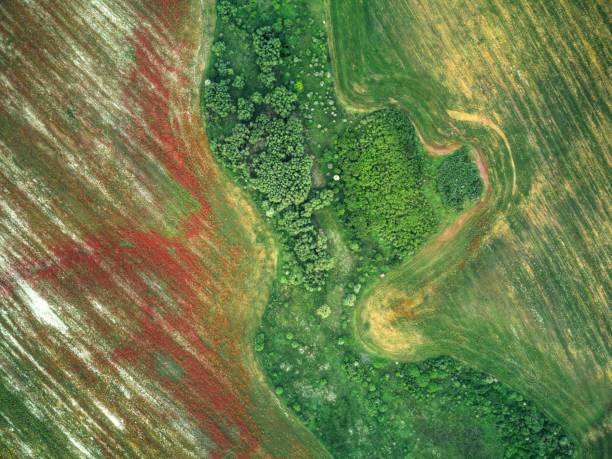 istock Drone photography sown multicolored fields in countryside. 1436044008