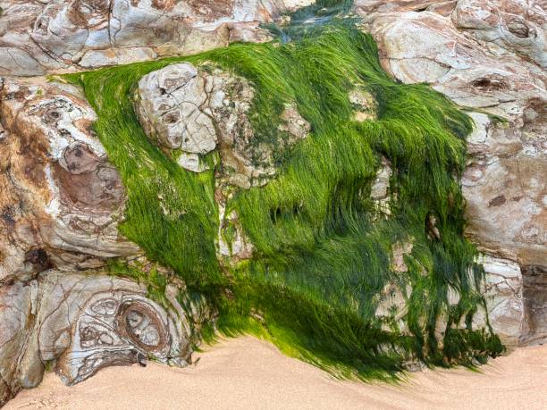 istock Basalt rock and seaweed Phillip Island 1436044199