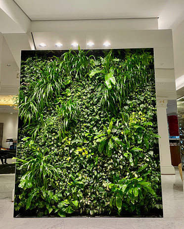 Green wall with tropical plants and flowers , vertical garden under artificial lighting.