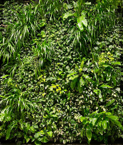 jardin vertical avec plantes tropicales, à l’intérieur. mur végétal respectueux de l’environnement. - vertical garden photos et images de collection
