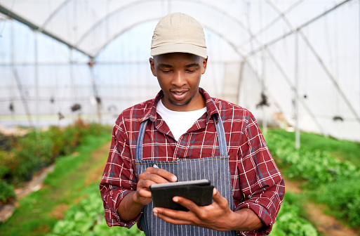 Gardening man, farmer and tablet planning tech app to monitor plants, check agriculture development and green land. Farming manager digital software, ecology 5g data and  sustainable growth in nature