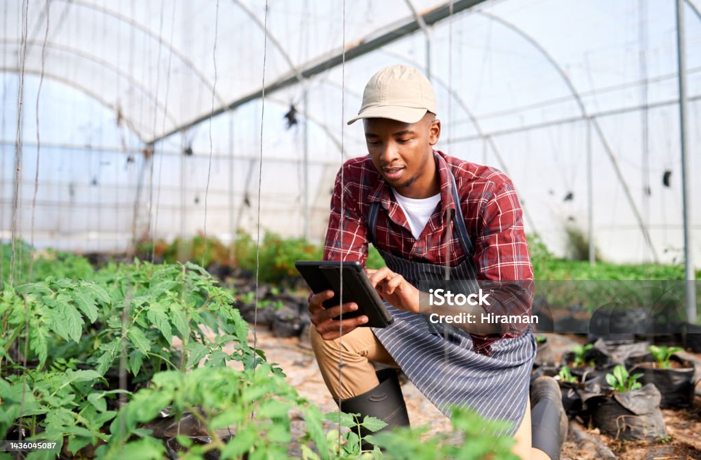 Agriculture, greenhouse farming and black man on tablet, monitor plant growth or harvest time. Startup farmer, sustainability and male in Nigeria in vegetable nursery, agro garden or small business. Farmer Stock Photo