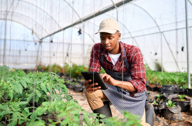 Agriculture, greenhouse farming and black man on tablet, monitor plant growth or harvest time. Startup farmer, sustainability and male in Nigeria in vegetable nursery, agro garden or small business. stock photo