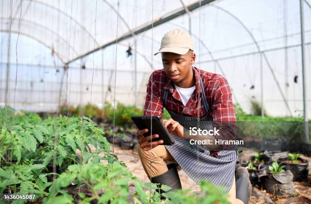 Agriculture Greenhouse Farming And Black Man On Tablet Monitor Plant Growth Or Harvest Time Startup Farmer Sustainability And Male In Nigeria In Vegetable Nursery Agro Garden Or Small Business Stock Photo - Download Image Now