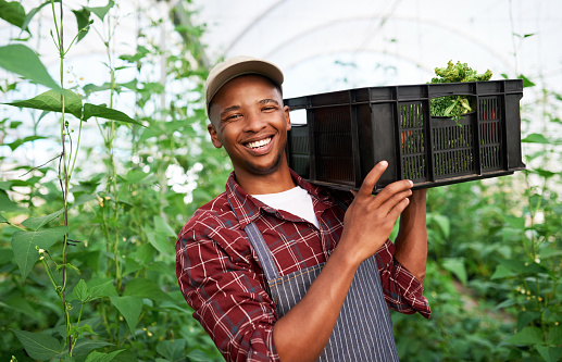 Agriculture, greenhouse and portrait of farmer with crate of sustainable vegetables from nursery. Sustainability, agro and eco friendly man with plant, crops or produce for his small business on farm