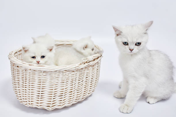 istock A beautiful white kittens British Silver chinchilla sits in a basket on a white background 1436046112