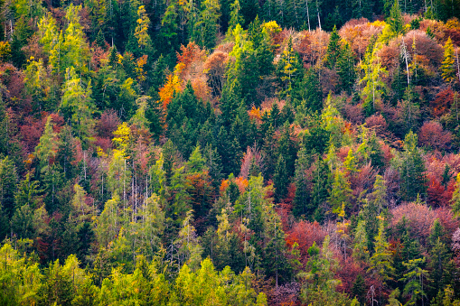 View of a colourful Alpine forest of spruce, larch, beech, maple, and ash, covering the slope of a mountain in the wilderness of a nature reserve. Palette ranging from intense green and red to bright yellow and orange, with hints of magenta and purple. Soft, golden light. Natural, realistic feel. Developed from RAW.