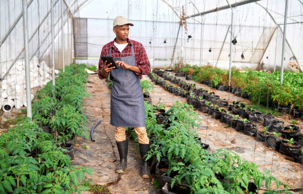 istock Greenhouse, digital farm data check and black man working with plant growth information. Agriculture, gardening and sustainability farmer worker with eco friendly, green and sustainable plants growth 1436047062