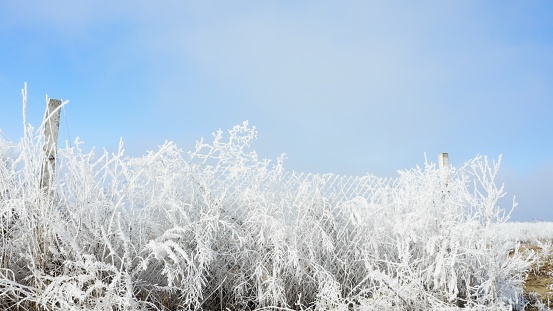 frosty grass on the river shore